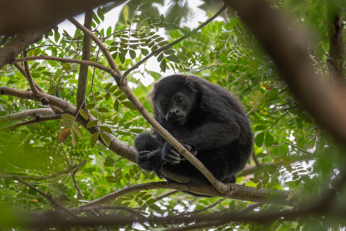 Mantled Howler Monkey - ML646481874