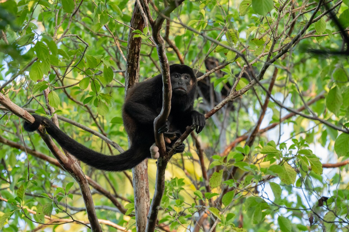 Mantled Howler Monkey - ML646481875
