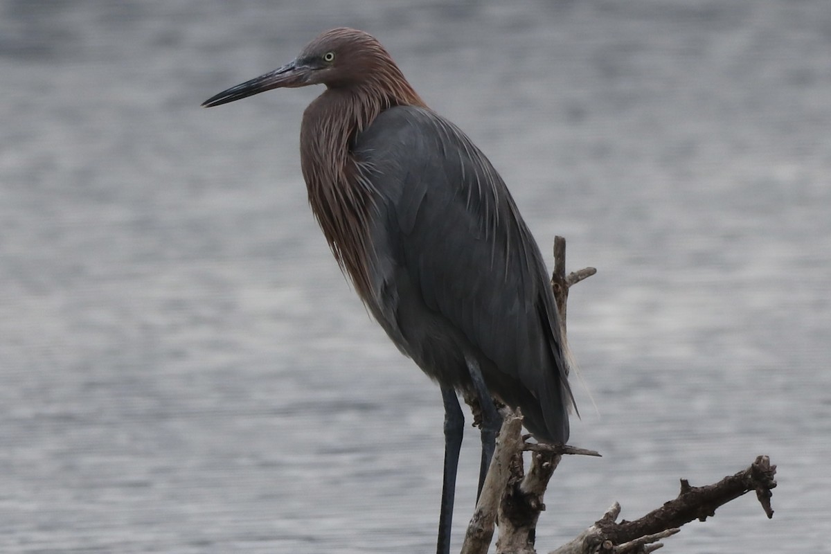 Kızılca Balıkçıl - ML646481878