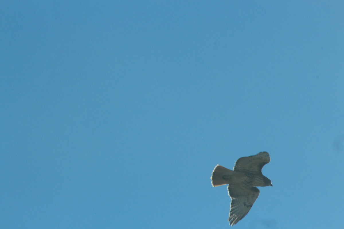 Red-tailed Hawk - ML646481879