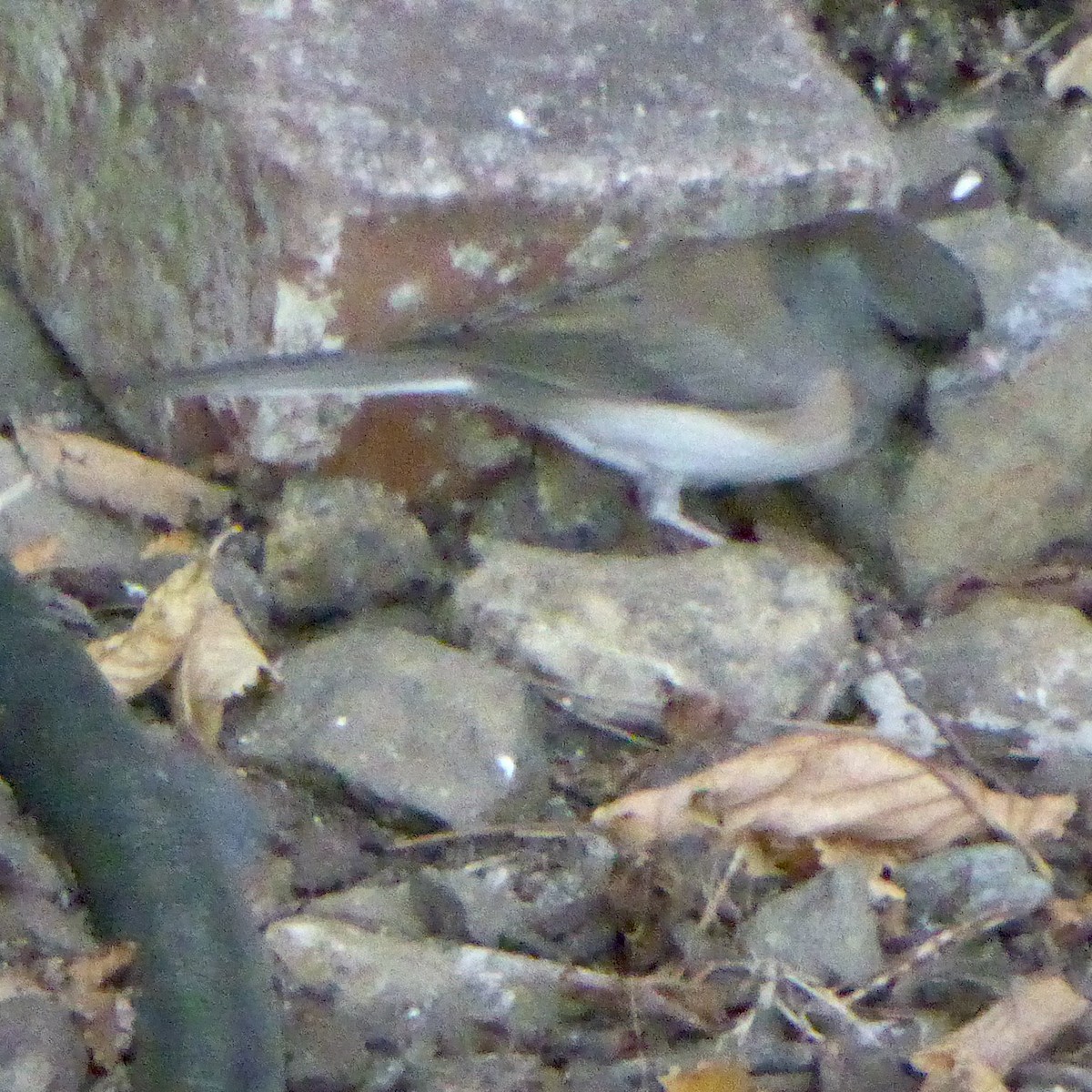 Dark-eyed Junco - ML646481883