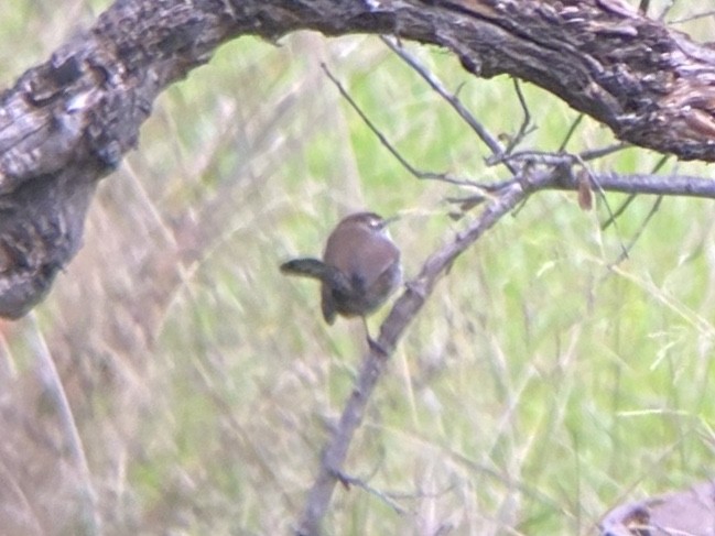 Підбуреник - ML646481884