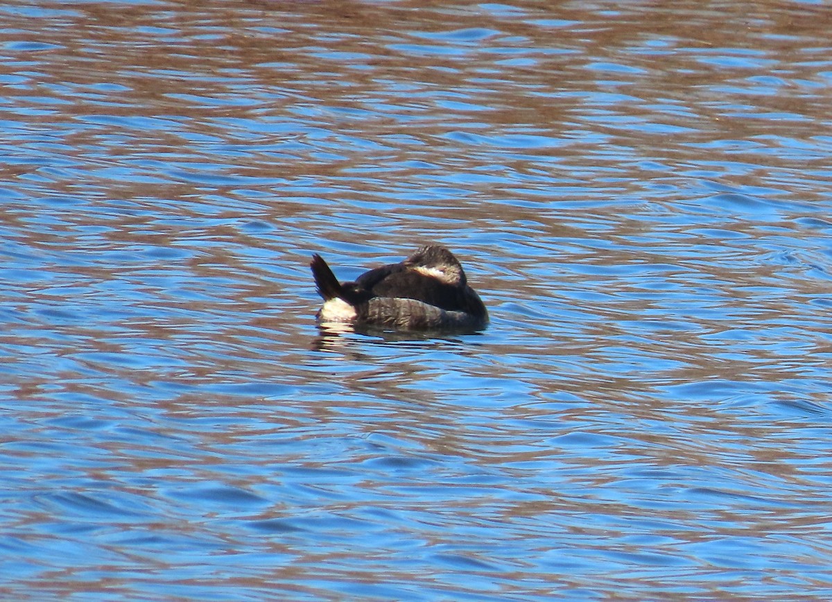 アカオタテガモ - ML646481888