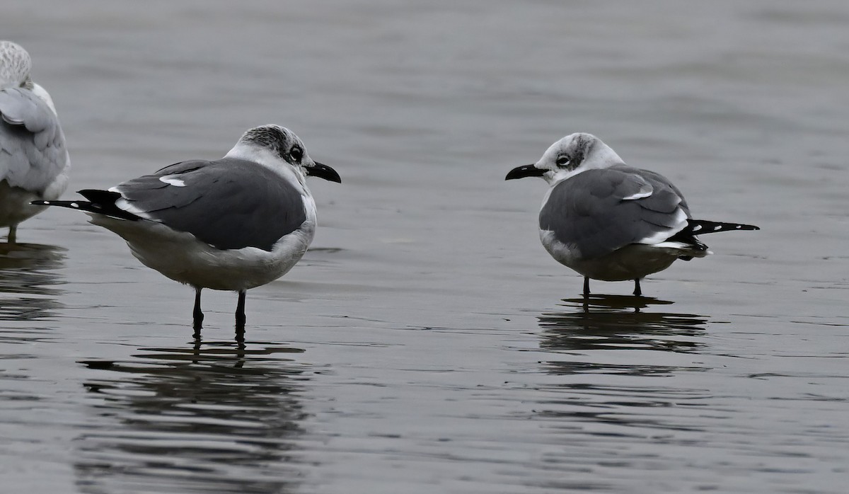 Antxeta mokogorri amerikarra - ML646481890