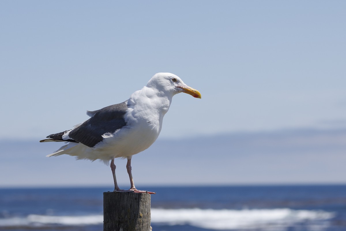 Western Gull - ML646481896