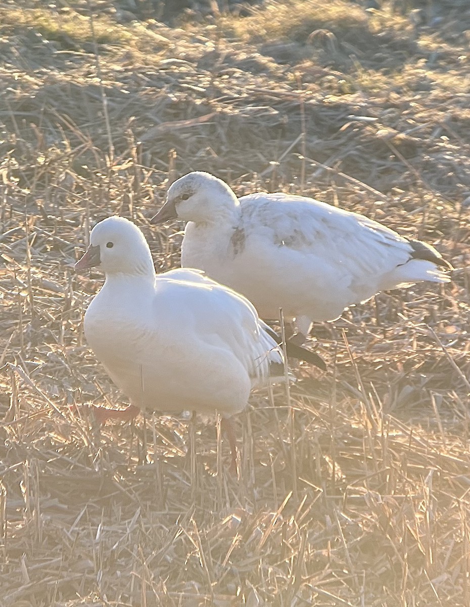 אווז קנדי - ML646481897