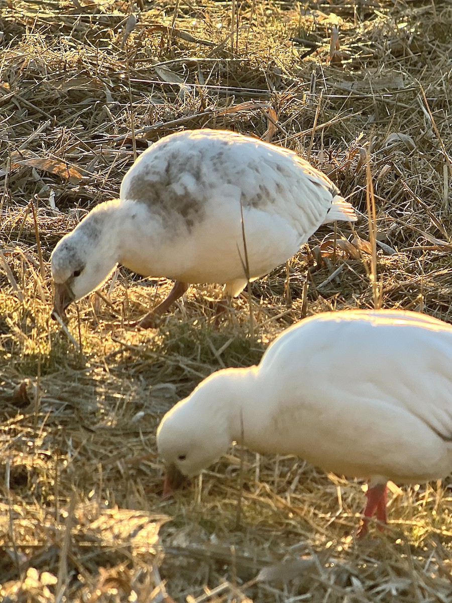 אווז קנדי - ML646481898