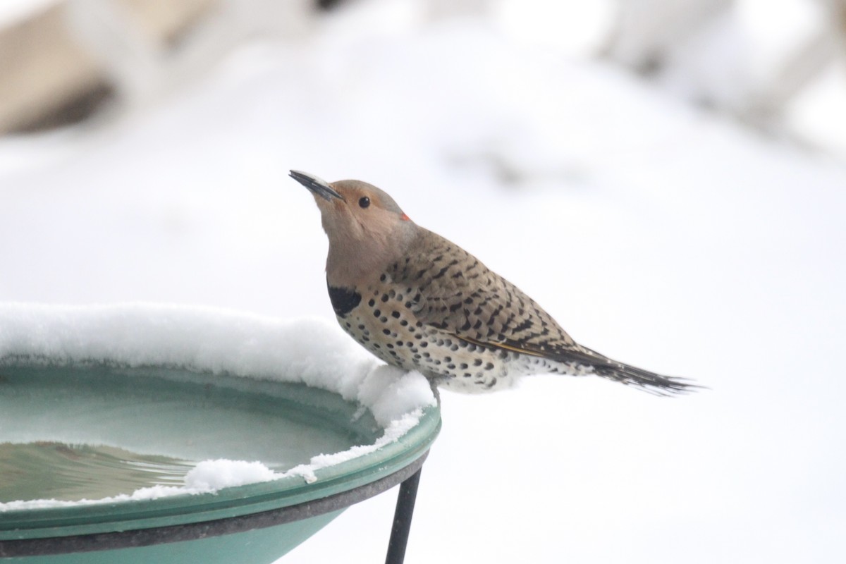 Northern Flicker (Yellow-shafted) - ML646481899
