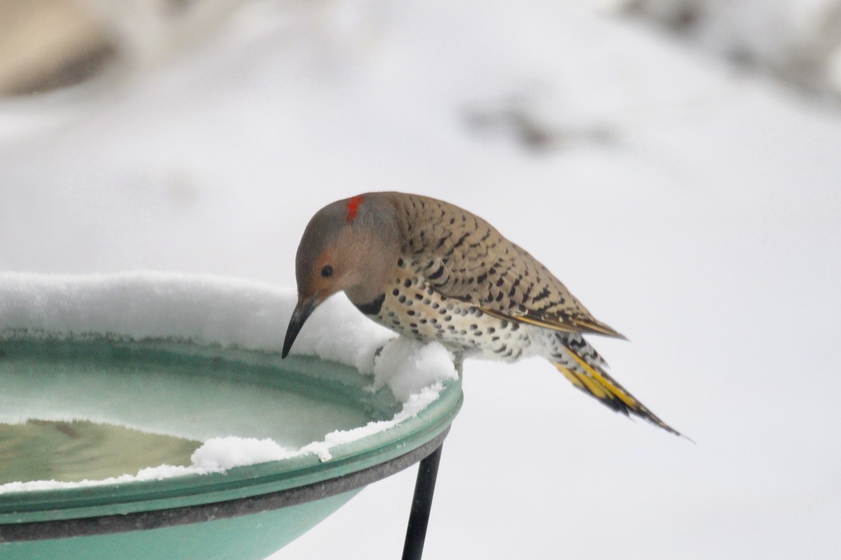 Northern Flicker (Yellow-shafted) - ML646481900