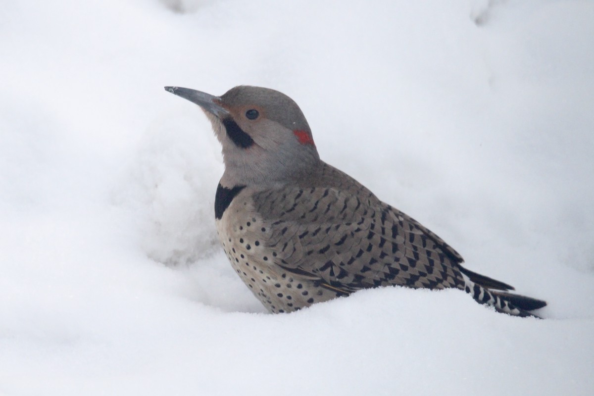 Northern Flicker (Yellow-shafted) - ML646481901