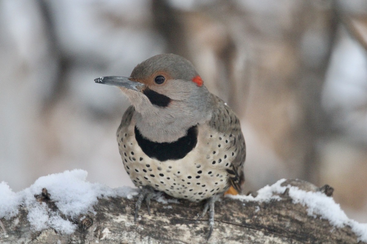 Northern Flicker (Yellow-shafted) - ML646481903