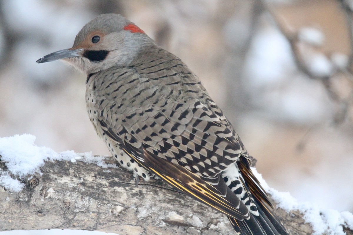 Northern Flicker (Yellow-shafted) - ML646481904