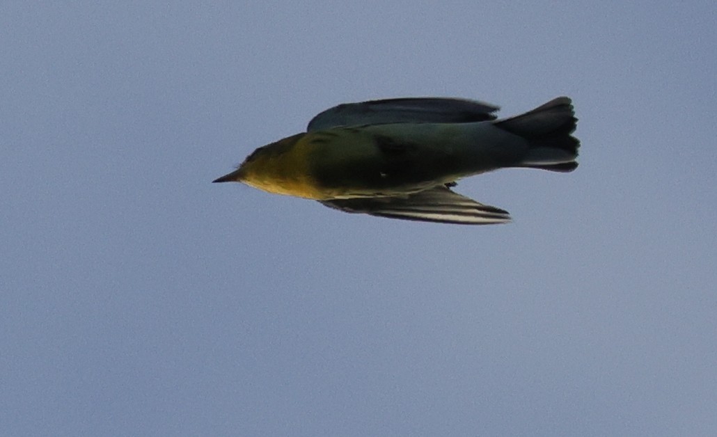 Reinita Gorjinaranja - ML646481905