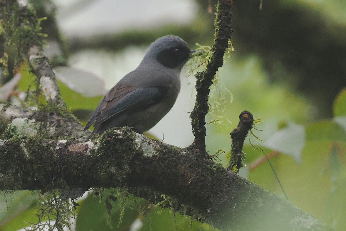 Prachtsibia - ML646481908