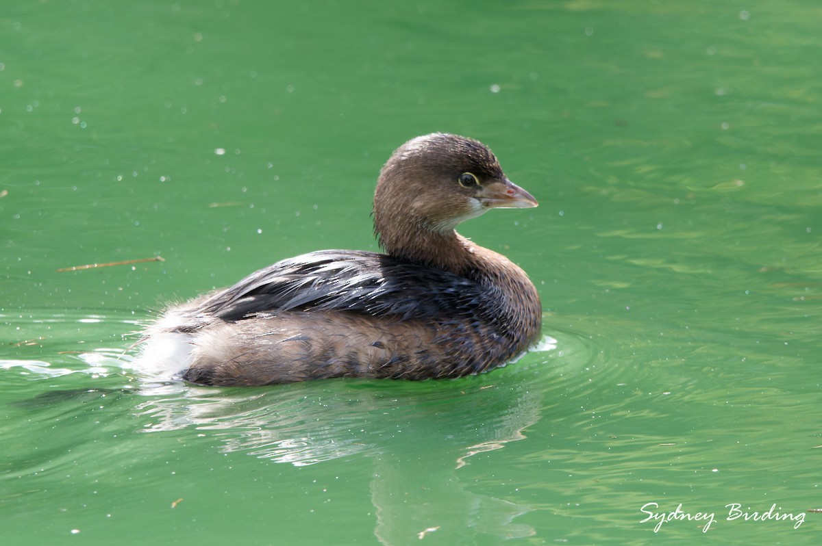 potápka americká - ML646481911