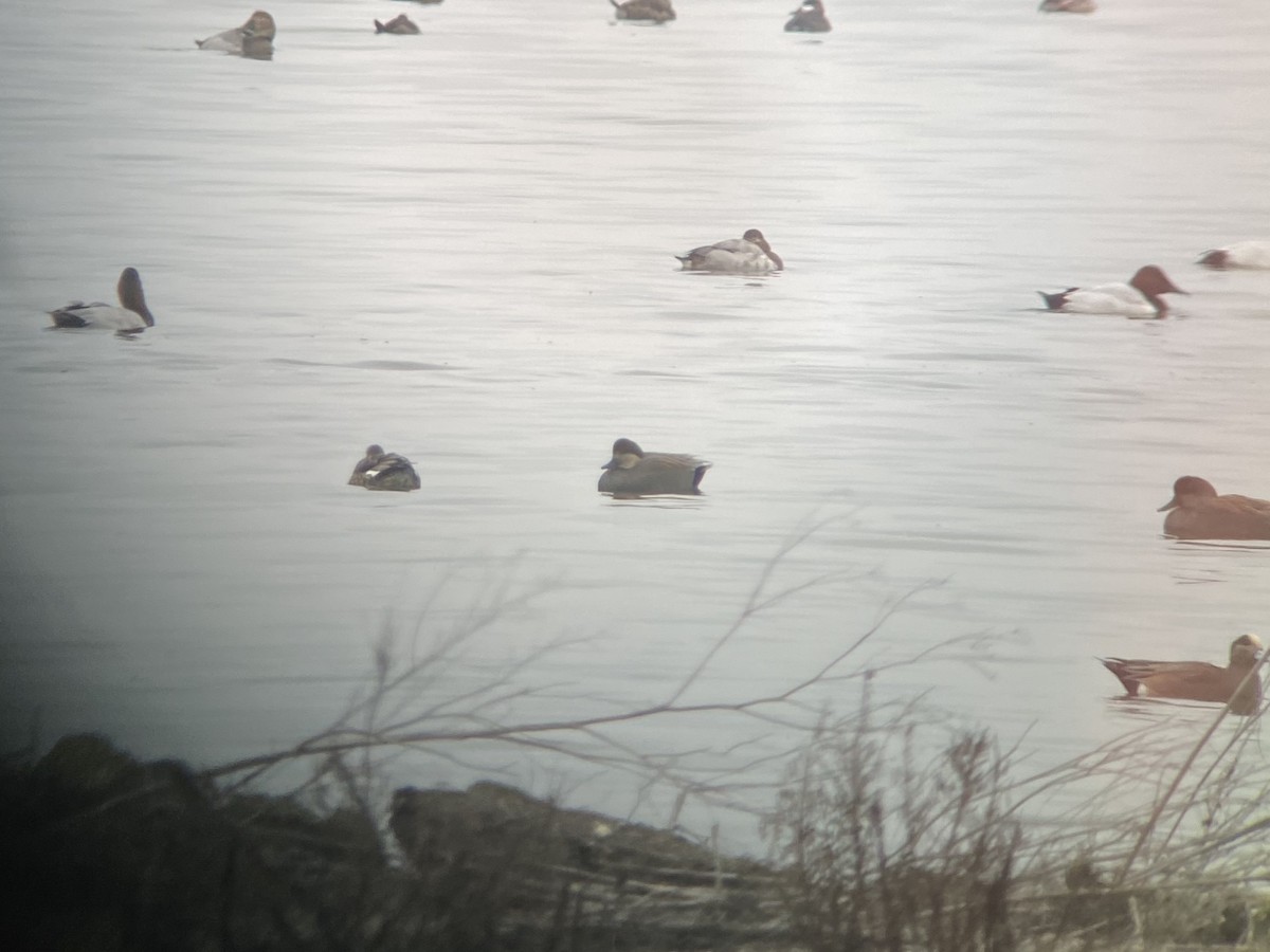 kopřivka obecná - ML646481912