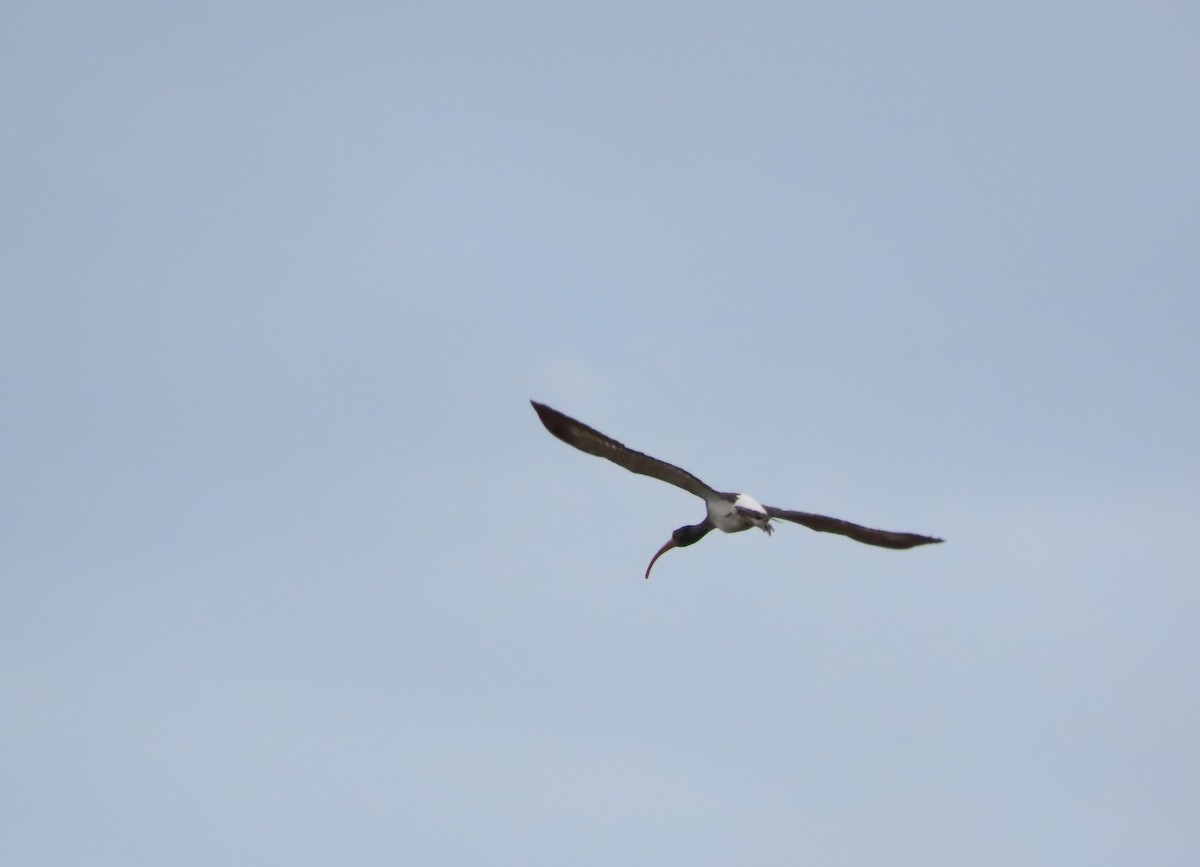 ibis bílý - ML646481913