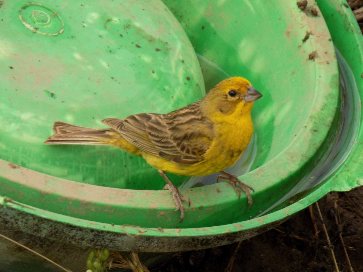 Grassland Yellow-Finch - ML646481914
