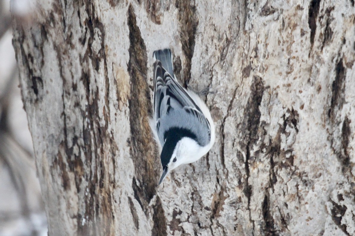 brhlík běloprsý (ssp. carolinensis) - ML646481915