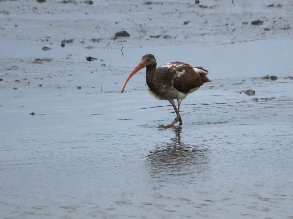 ibis bílý - ML646481917