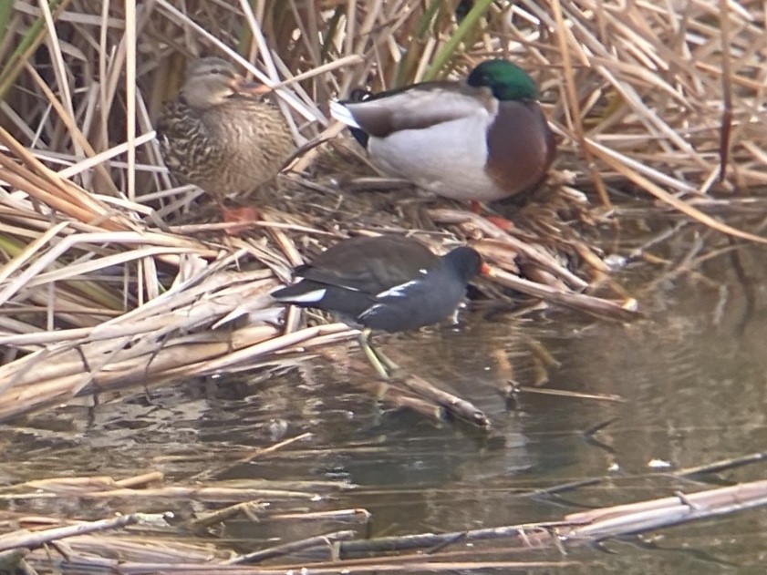 slípka americká - ML646481919