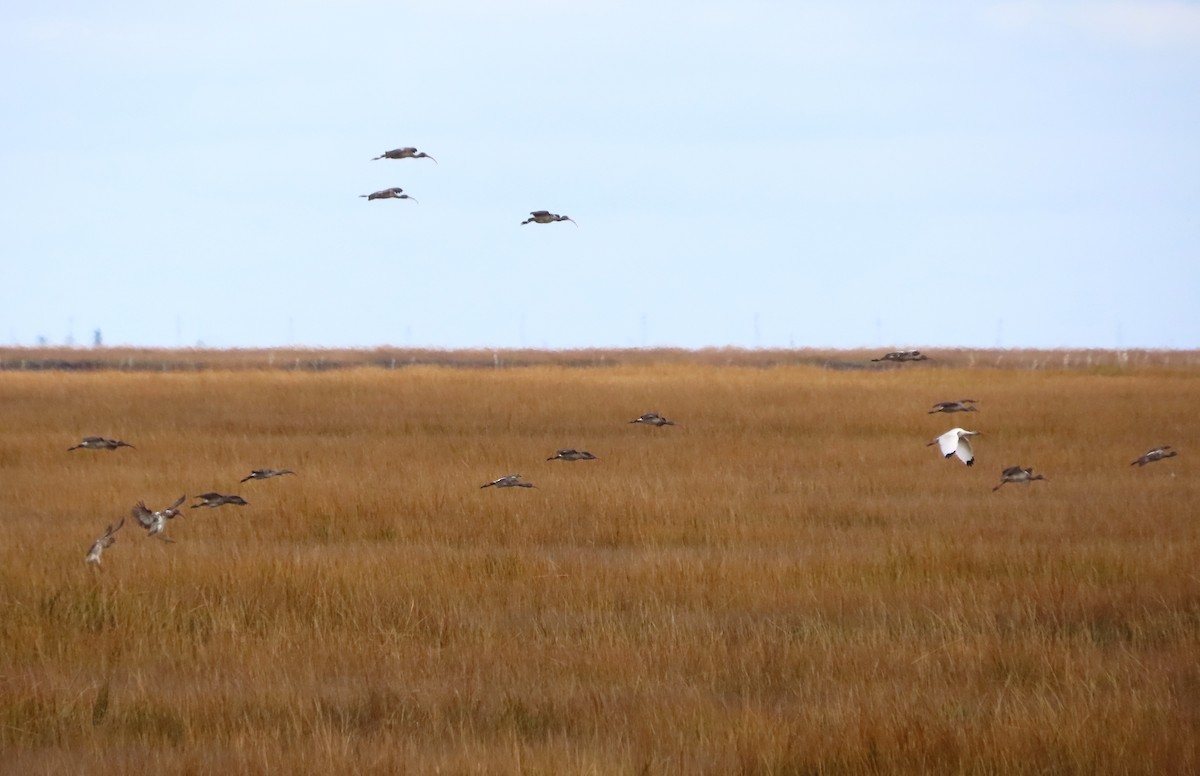 ibis bílý - ML646481921