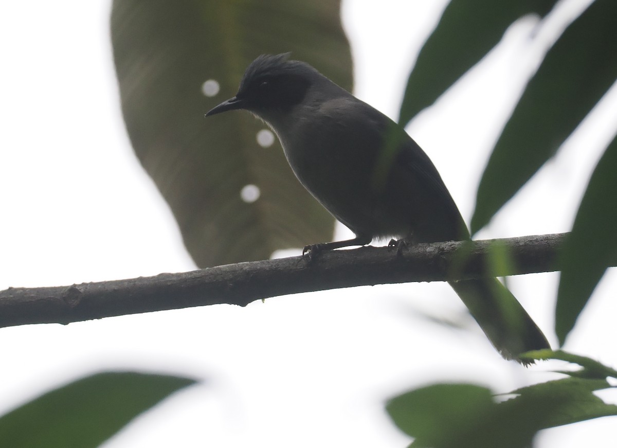 Beautiful Sibia - ML646481922