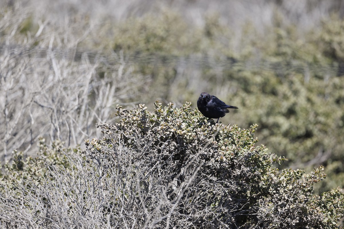 Brewer's Blackbird - ML646481923