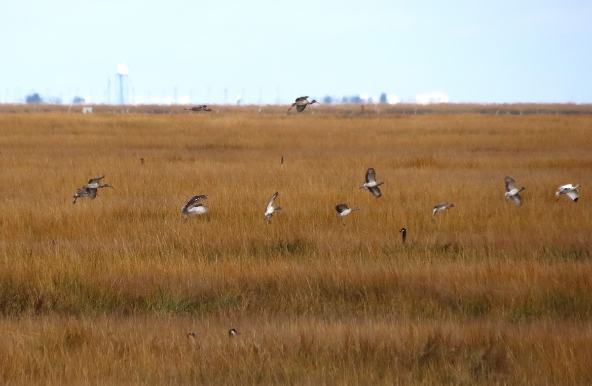 ibis bílý - ML646481924