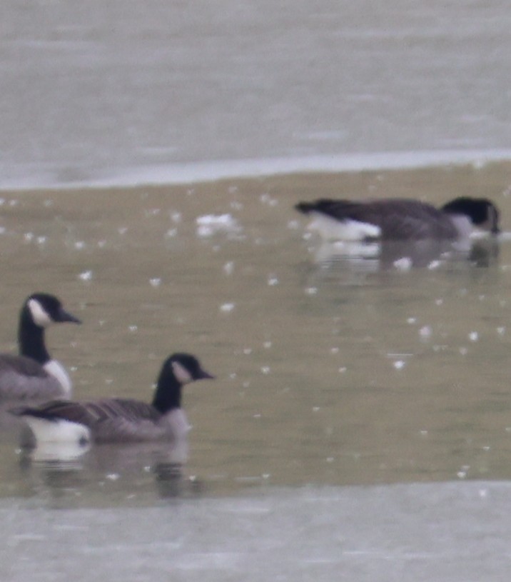 Barnacla Canadiense Chica - ML646481925