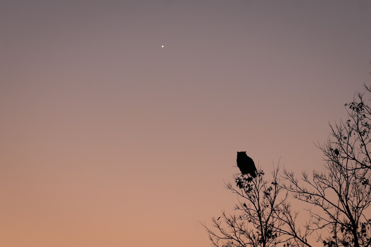 Great Horned Owl - ML646481930