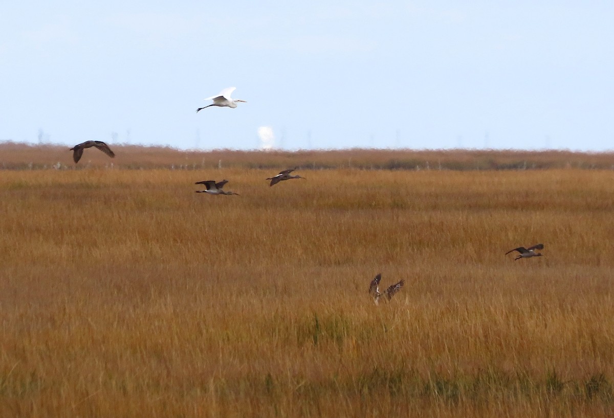 ibis bílý - ML646481931