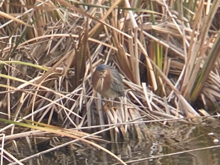 volavka zelenavá - ML646481934