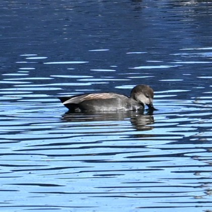 kopřivka obecná - ML646481939