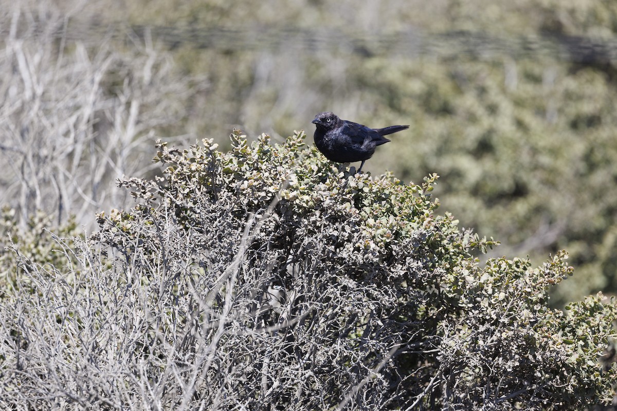 Brewer's Blackbird - ML646481946
