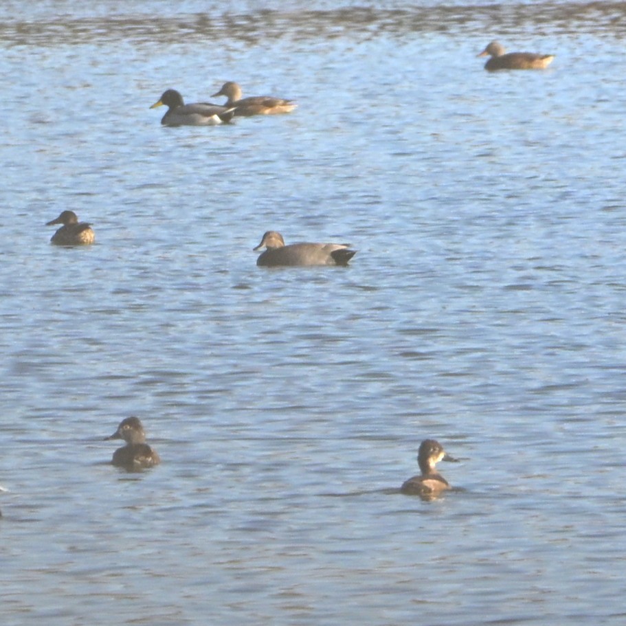 kopřivka obecná - ML646481947