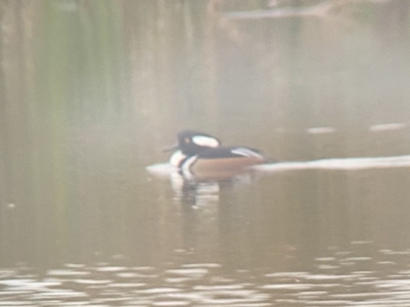 morčák chocholatý - ML646481948