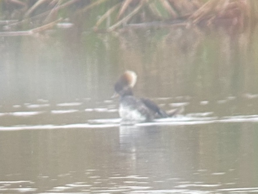 morčák chocholatý - ML646481949