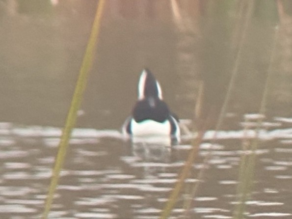 morčák chocholatý - ML646481950