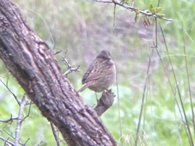 strnadec pruhohlavý - ML646481951