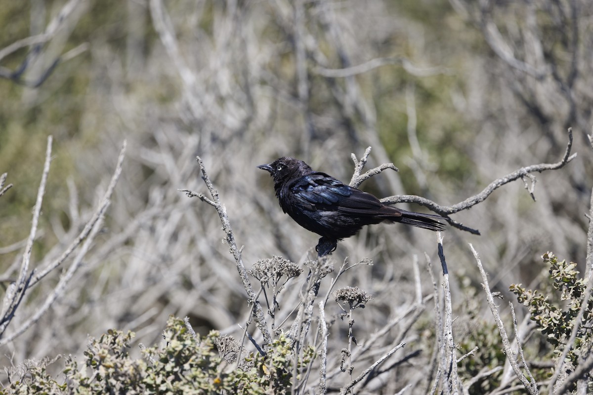 Brewer's Blackbird - ML646481952
