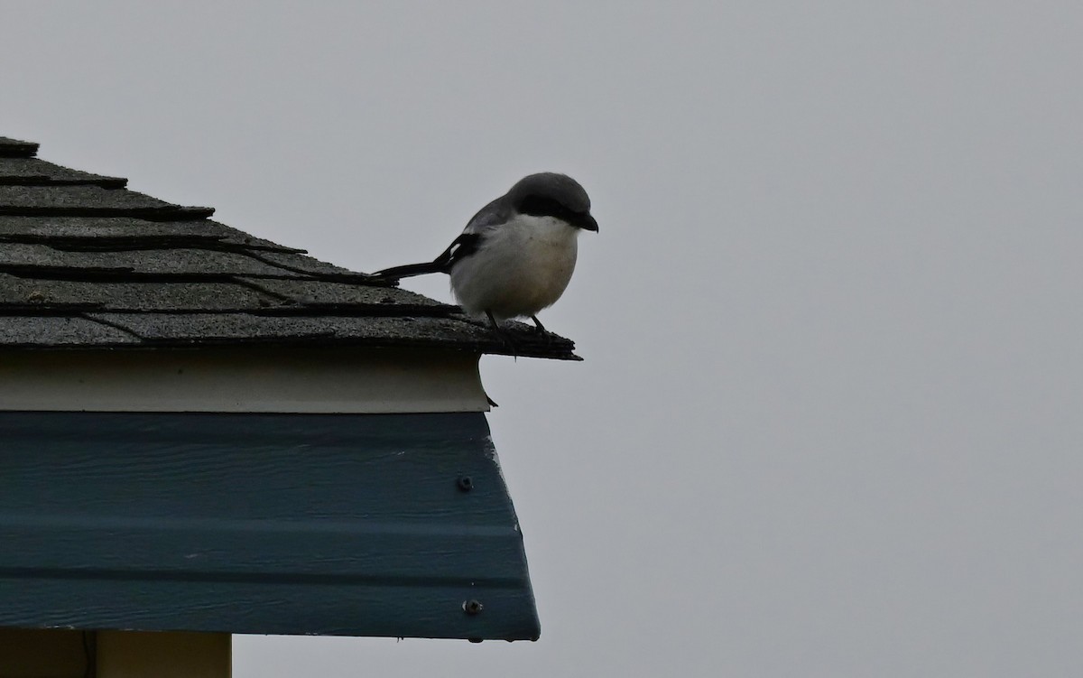 ťuhýk americký - ML646481953