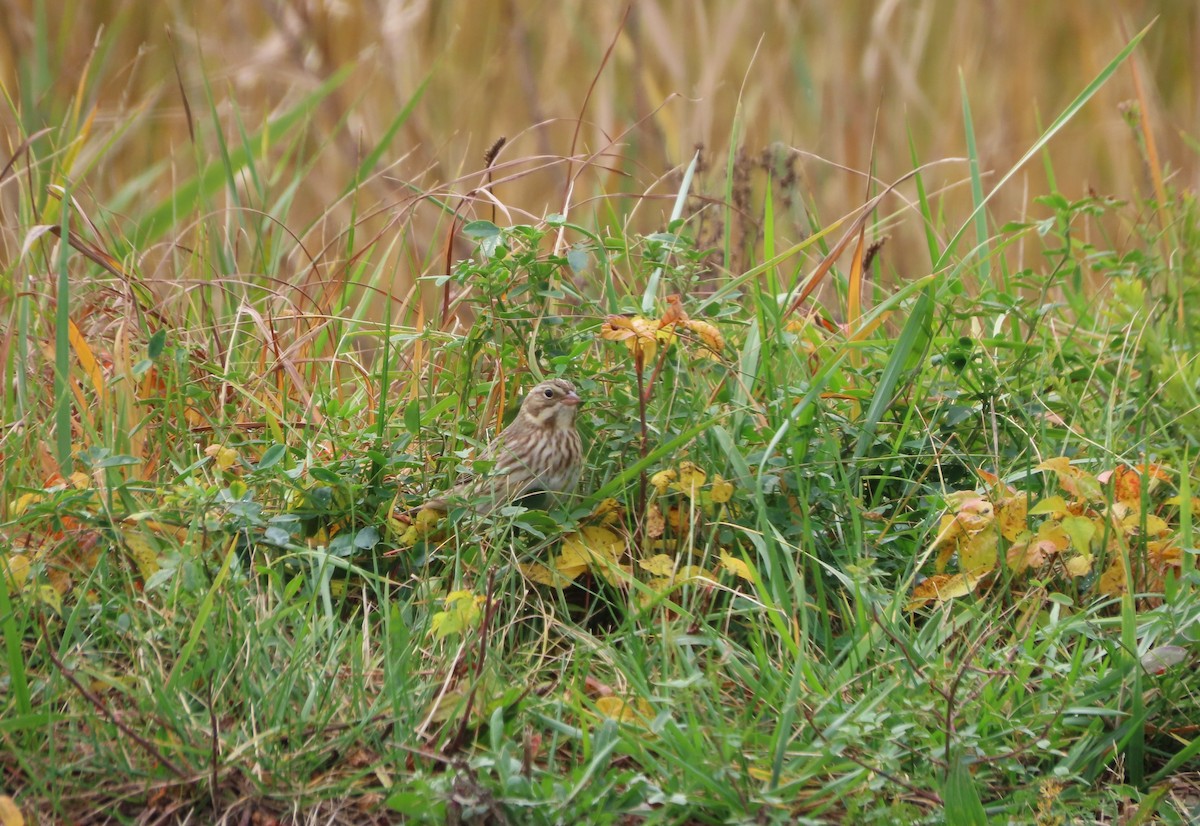 strnadec luční (ssp. princeps) - ML646481954