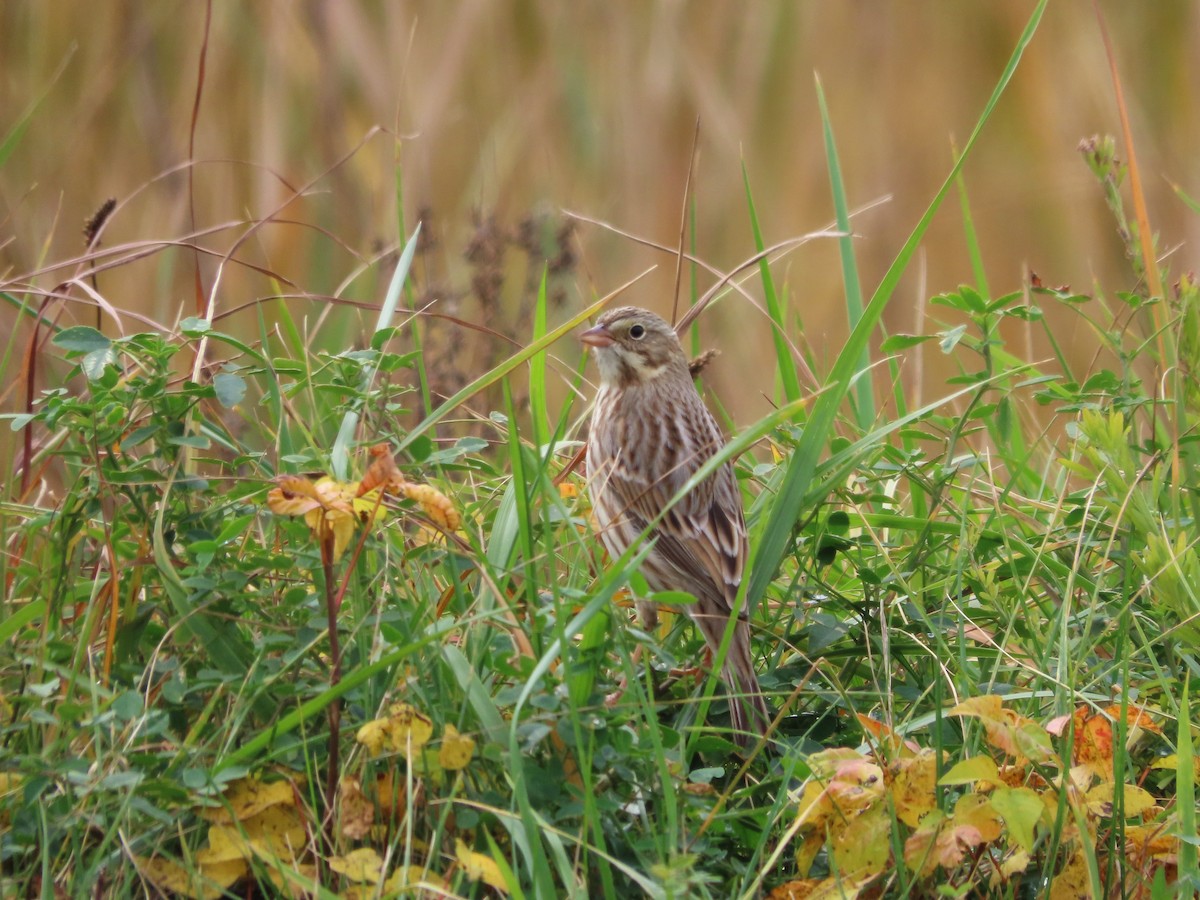 strnadec luční (ssp. princeps) - ML646481955