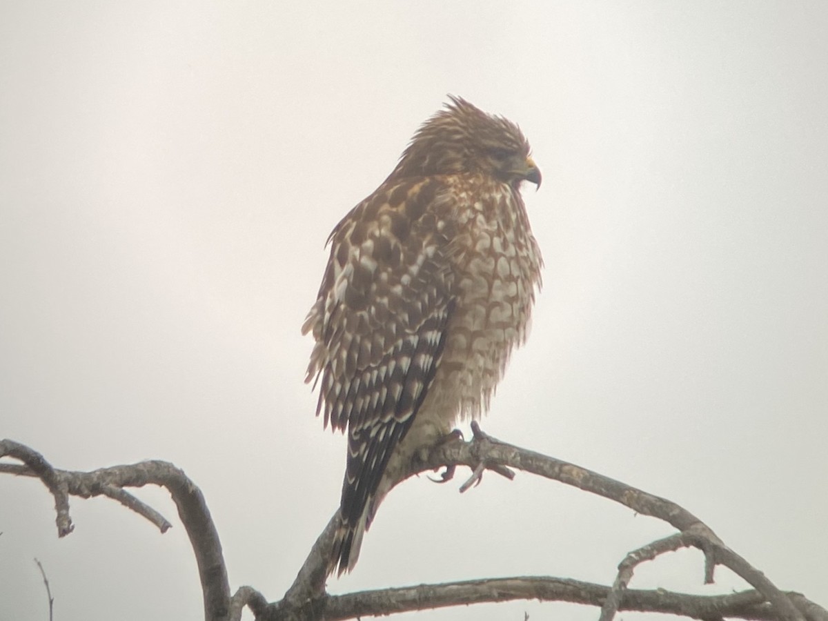 káně páskovaná - ML646481956