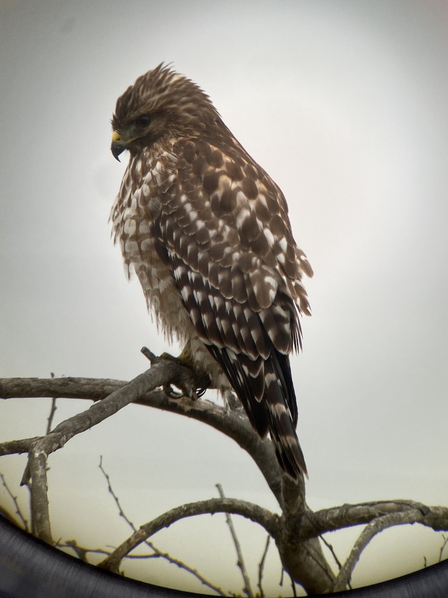 káně páskovaná - ML646481957