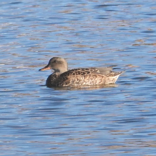 kopřivka obecná - ML646481958