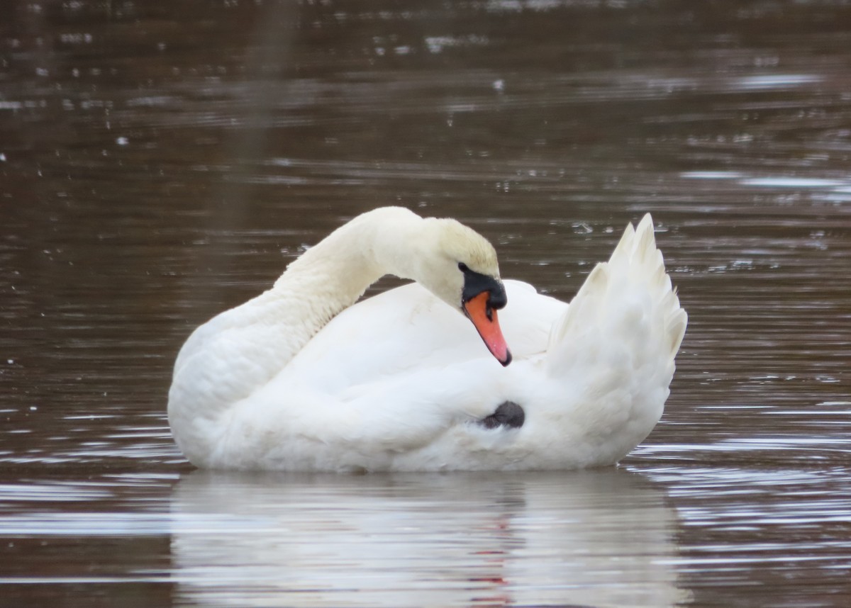 labuť velká - ML646481959