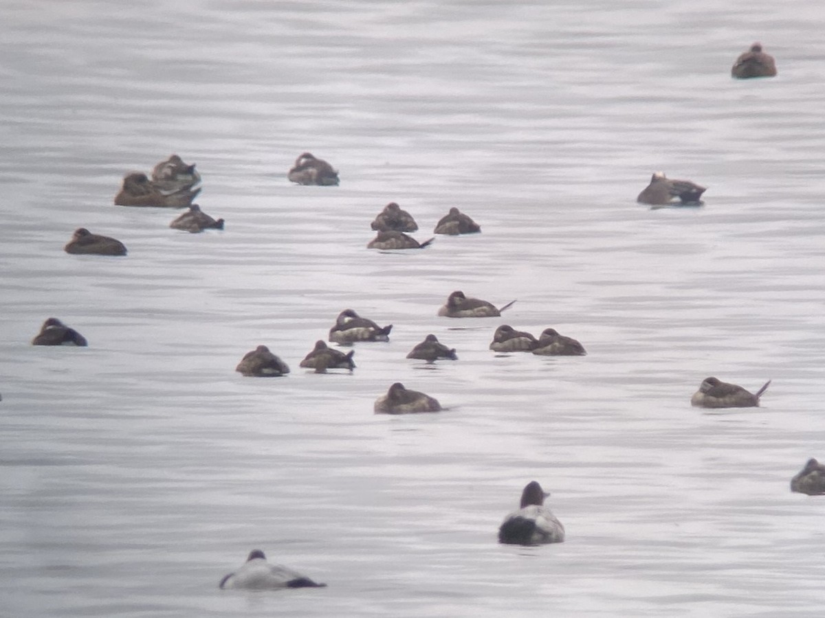 kachnice kaštanová - ML646481963