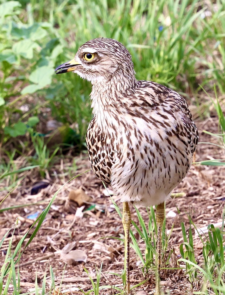 dytík skvrnitý - ML646481965